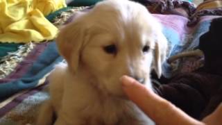 Cute Puppy bites my finger!