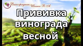 Прививка винограда весной