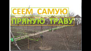Сеем очень сильно пряную траву называется на У