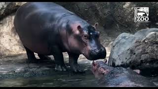 Fiona and Baby Hippo Fritz Getting Closer - Cincinnati Zoo