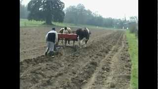 Work with Oxen project at Bhaktivedanta Manor