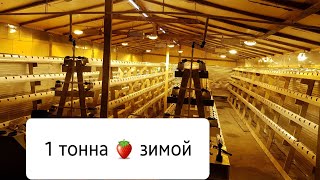 Выращивание клубники зимой. Цель 1 тонна ягоды ! ! !