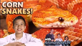 CORN SNAKES! Pet Reptiles with EvanTubeHD & AnimalBytesTV!