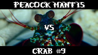 Peacock Mantis VS Crab #9