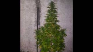 cultivo marihuana (california x ak47)