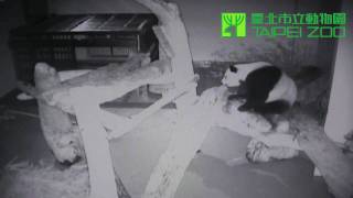臺北市立動物園_大貓熊團團遇上地震 20091220 Tuan Tuan during Earthquake