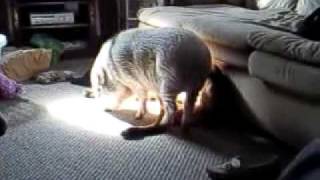Pig and Dog act out seen from General Hospital