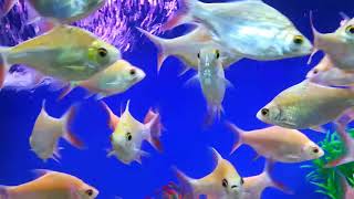 Aquarium & mind relax