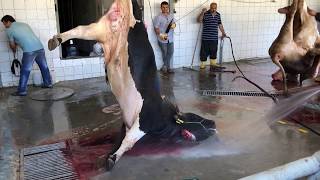 KURBAN KESİMİ 2019 - DANA KESİMİ - #3#VLOG #1080P FULL HD