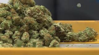 Perspectivas: Legalización uso medicinal de la marihuana/Tomás Figueroa de la STPS Jalisco