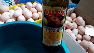 Начало ИНКУБАЦИИ#Зачем яйцо мыть.