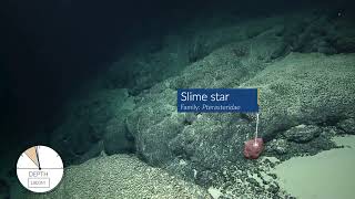 Slime Star Surprises Scientists near Kingman Reef | Nautilus Live #shorts