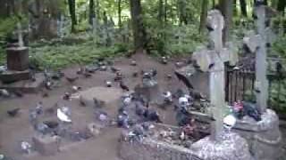 SFINTA XENIA,in CIMITIRUL SMOLENSK,din ST.PETESBURG,RUSIA,filmare