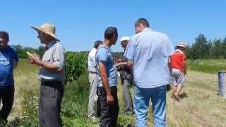 Посадка ореха в контейнере летом. Часть 5