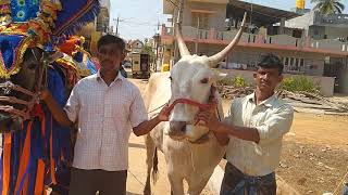 Very Active Jallikattu Bull of Farmer Srinivas in Hugenahalli, Mallur Taluk, Kolar District