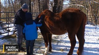 Donkey Therapy