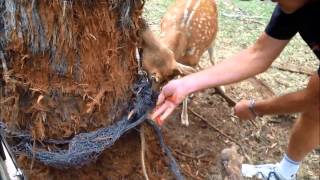 Saving the Deer