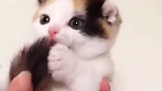 Ultimate Cat Vines Compilation #1 - October 2015