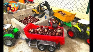BRUDER TRACTOR Claas and Deutz chestnuts transportation!