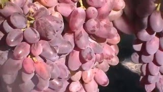 Сорт винограда Байконур - сезон 2015