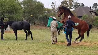 Milking A Stallion (Horse Reproduction)