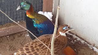 Гималайские моналы lophophorus impejanus разведение моналов фазанов Львов olśniak himalayski