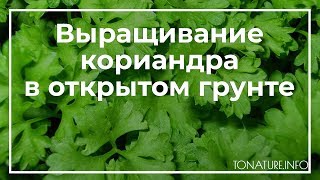 Выращивание кориандра в открытом грунте | toNature.Info