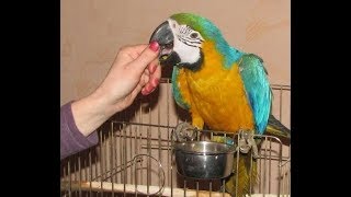ПОДСТАВКА для КЛЕТКИ птиц STAND cell for parrots