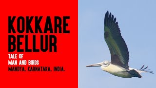 Birds can't live without people here!  Kokkare Bellur. Best bird watching in Bangalore.