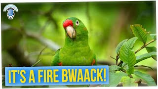 Parrot Saves Owner from House Fire in Australia (ft. Nikki Blades)