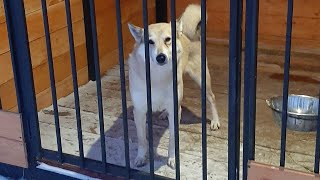 Вечерний ужин у лаек
