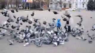 Краматорск. Площадь Ленина. Голуби