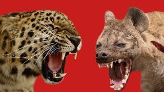 ГЕПАРД ПРОТИВ ГИЕНЫ. ЭПИЧНЫЙ БОЙ. КТО ПОБЕДИТ?