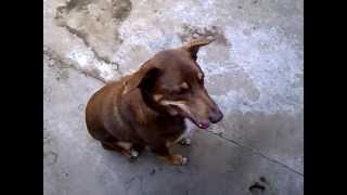 GUILTY DOG! funny face!