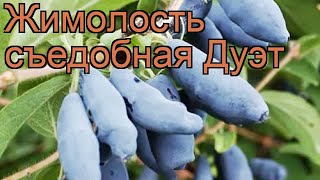 Жимолость съедобная Дуэт (lonicera edulis duet) ? Дуэт обзор: как сажать, саженцы жимолости Дуэт