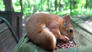 О Копии Длинноухого / About a Copy of Long - Eared