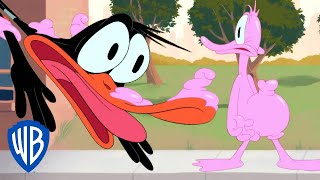Looney Tunes en Latino | Un problema elástico | WB Kids