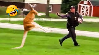 Best Funny Animal Videos 2021 and 2022 - Funniest Dogs And Cats Videos ????