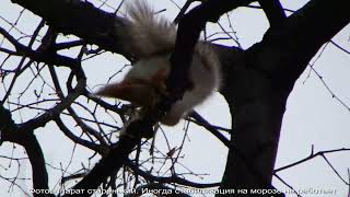 Зарисовка про белку строителя / Sketch about the builder's squirrel