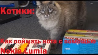 Котики: Как поймать/выманить кота при помощи телефона Nokia Lumia 730 - шокирующая правда о Nokia