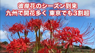 彼岸花のシーズン到来　九州で開花多く、東京でも3割超