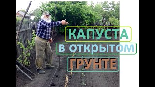 КАПУСТА в открытом ГРУНТЕ Садим свою РАССАДУ
