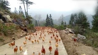 Farmer whistles and his chickens fly down for the feast