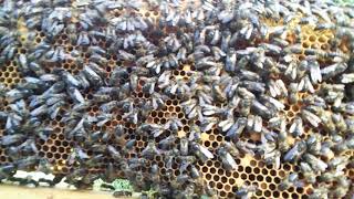David T. Peck, Madagascar honey bee research