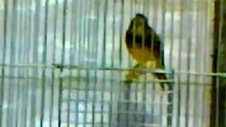 Гибрид Канарейка + Коноплянка. Hybrid Canary + Linnet.