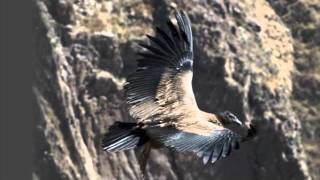 El Condor Pasa (Полёт Кондора)