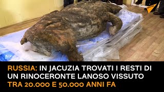 Russia: in Jacuzia trovati i resti di un rinoceronte lanoso vissuto tra 20.000 e 50.000 anni fa