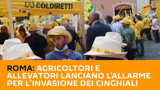 #Roma: #agricoltori e #allevatori lanciano l’allarme per l'#invasione dei #cinghiali
