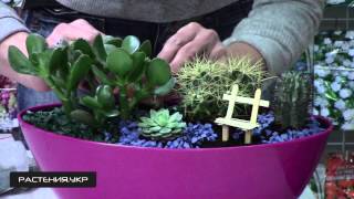 Композиция из кактусов и суккулентов NEW (2 серия)