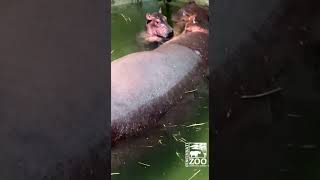 Love the Ear Wiggles 1 Day Old Hippo Calf Taking After Older Sister Fiona - Cincinnati Zoo #shorts